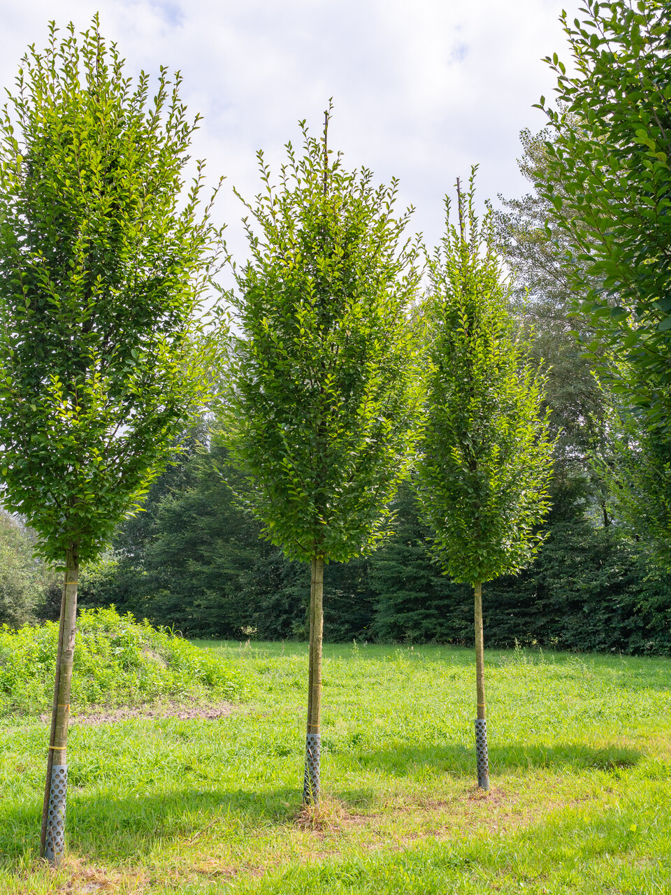 Carpinus Betulus Fastigiata Carpinus Betulus Fastigiata Van Den carpinus-betulus-fastigiata-carpinus-betulus-fastigiata-van-den